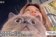 吃瓜的猫